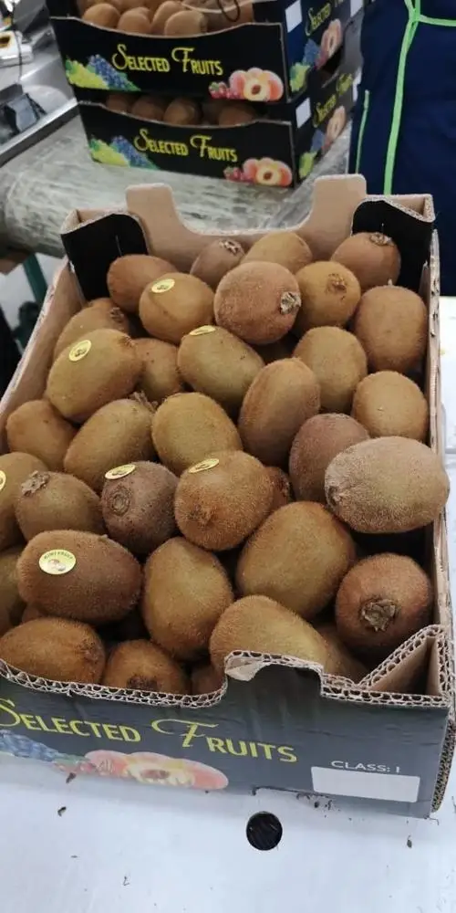 Premium Fresh Green Kiwifruit Organic Standard green kiwi fruit