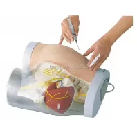 Медицинская прозрачная инъекционная модель для тренировки ягодиц