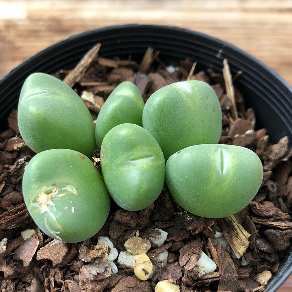 Wholesale plant farm real succulent plants living stones Conophytum cinereo viride for plantes