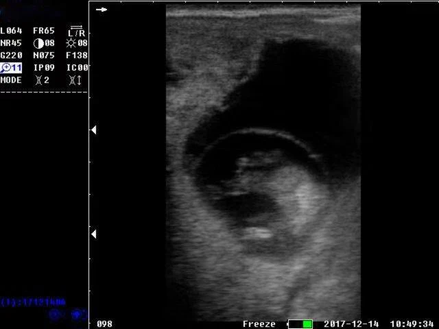 S1 vet ultrasound 12.JPG