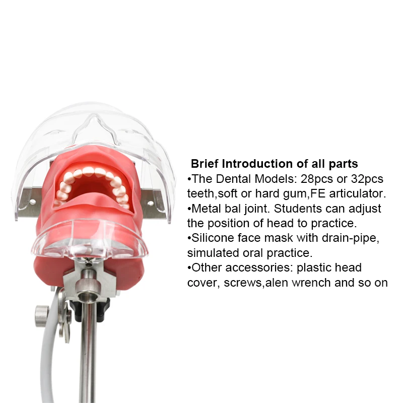dental equipment Medical Dental Model Simulation Practice Simulator Dental Simulator Phantom Head Model
