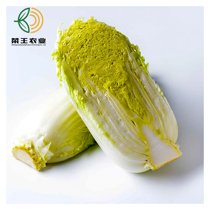 
Quality vegetable cabbage Chinese cabbage for sale 