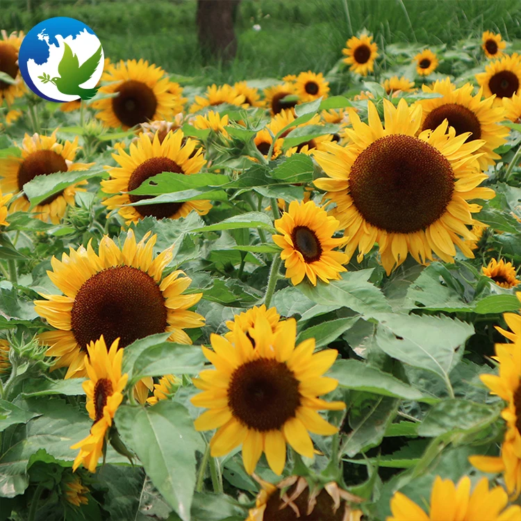 
chrysanthemum professional zinnia sun flower bulbs seeds and bulb mix lisianthus packet in bulk wild flowers plants seeds hybrid 