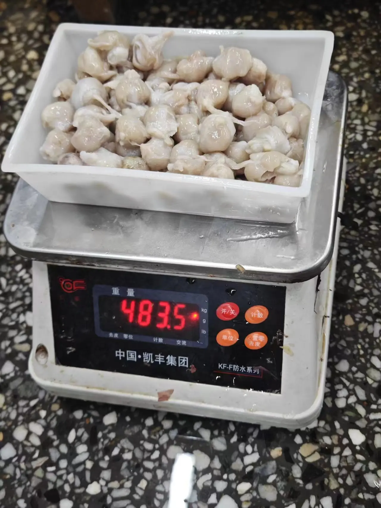 High Quality Frozen Squid Beak 10kg/ctn Seafood Frozen Giant Squid Beak