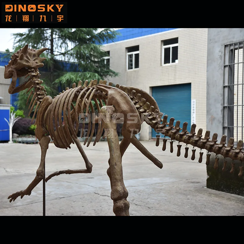 Artificial  Dinosaur bones dinosaur  skeleton fossil museum exhibition display