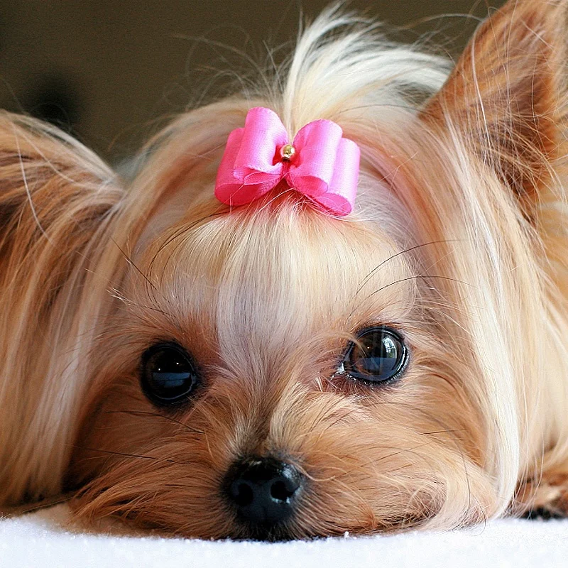 
Free Sample Mix Colors Wholesale Pet Grooming Hair Bows Dog Accessories Dog Grooming Bows 