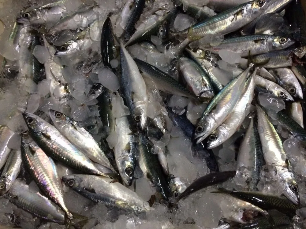 Fresh frozen sardine 50-80g Small sardine wholesaler sardine whole round fish