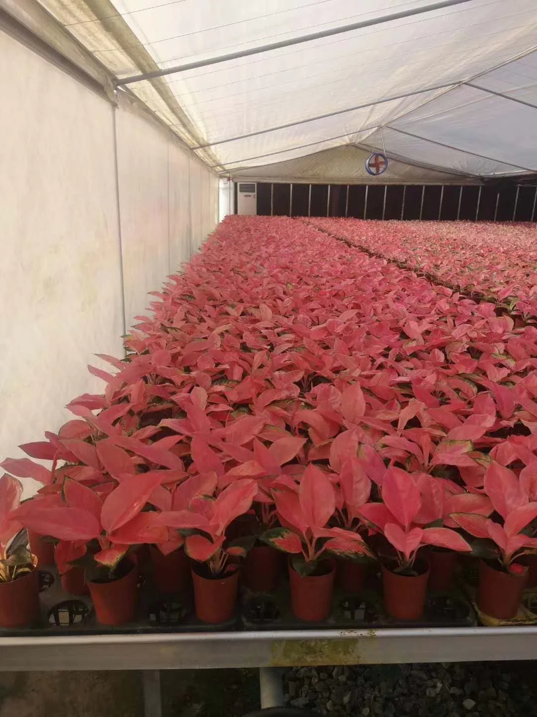 Саженцы Aglaonema для культивирования тканей саженцы китайских красных
