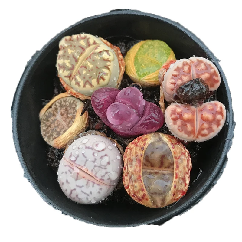 
lithops seed plant Wholesale Lithops cactus succulent plants living stones Lithops pot 
