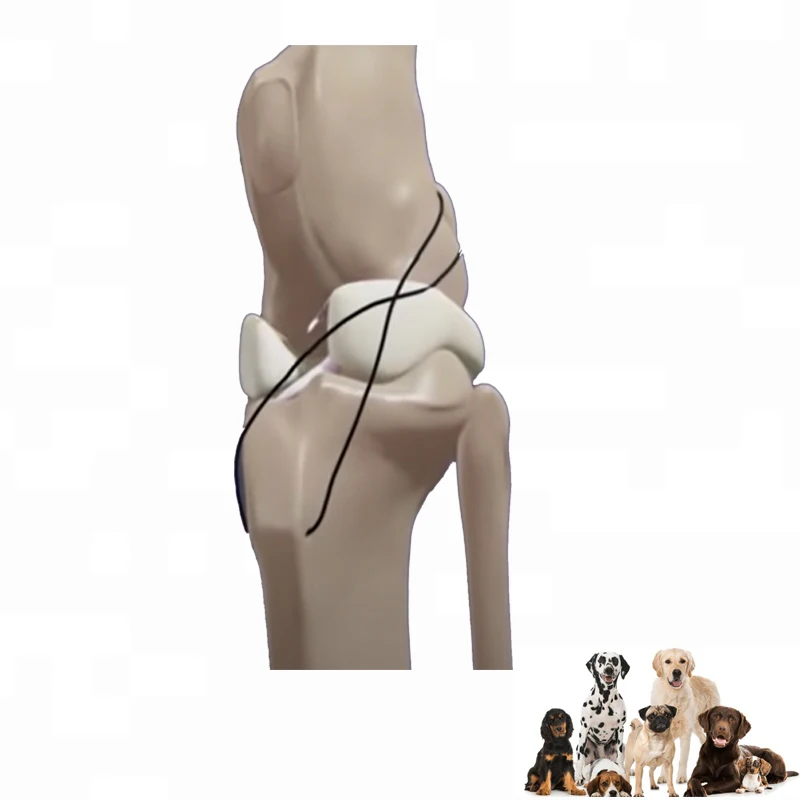 Veterinary Orthopedic Implants Canine Cruciate Ligament  Animal Dog Artificial Ligament