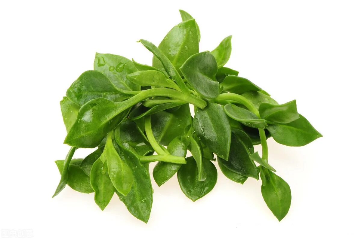 Andrographis Paniculata Extract 50% 98% Andrographolide Powder Andrographis Paniculata Extract