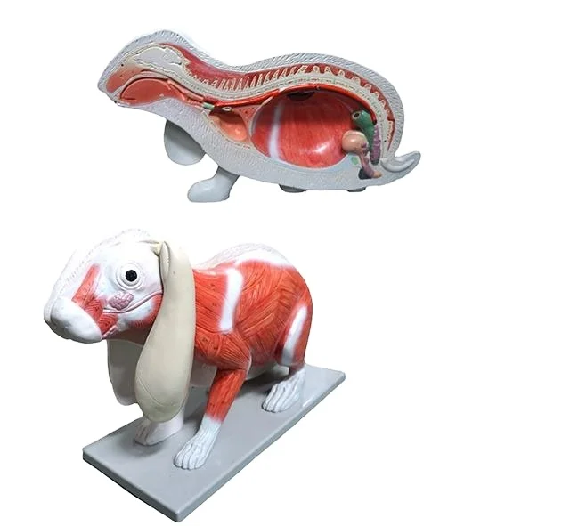 Medical Teaching Advanced Pvc Life Size Biological Model Rabbit Anatomical Animal Model