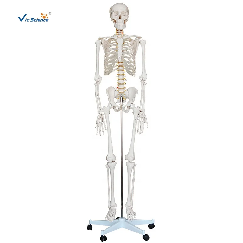180cm Human Skeleton Model Teaching Model Medical Model