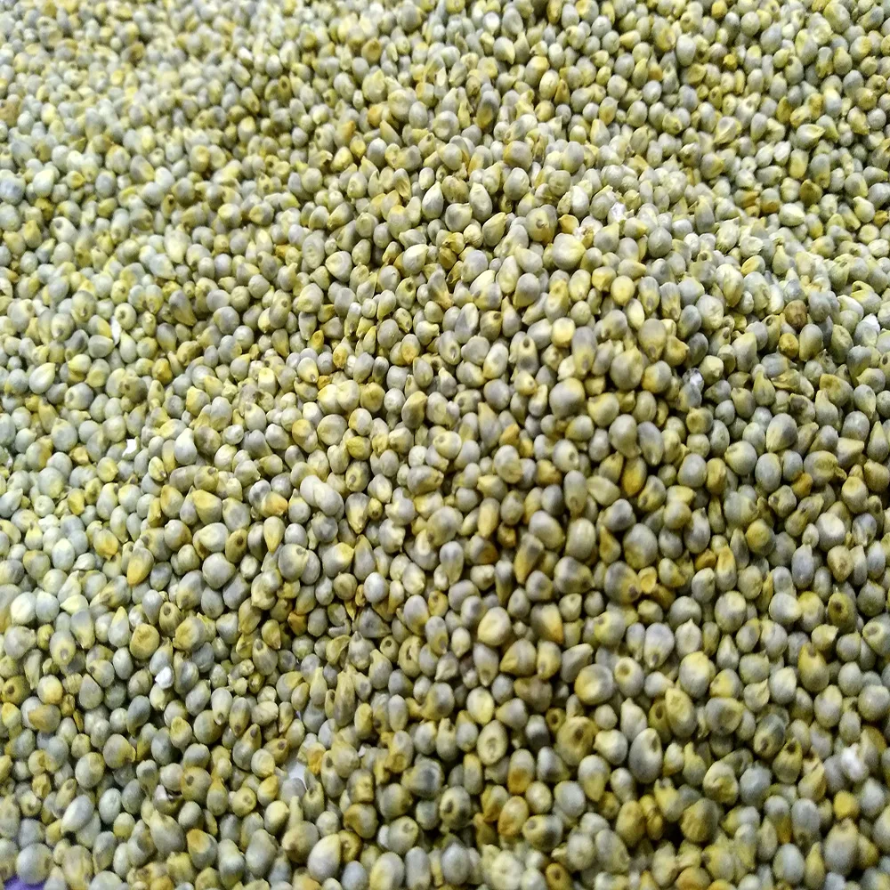 Green millet seeds Indian Origin