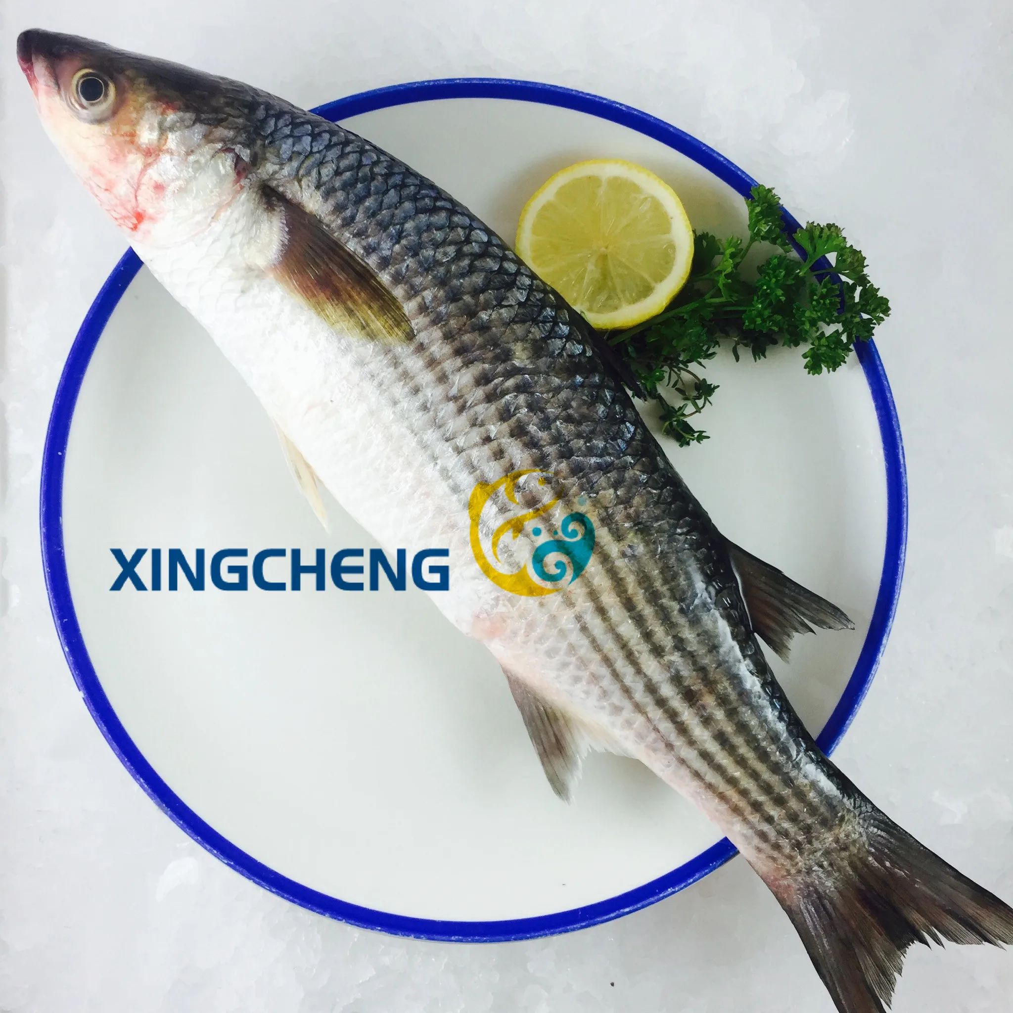 1kgs+ Grey Mullet gutted sea frozen fish Mugil cephalus