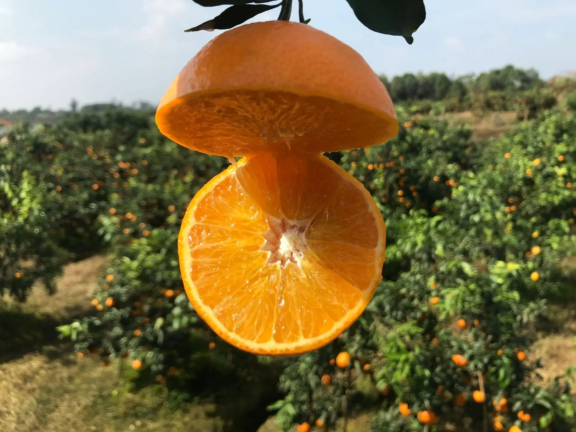 
Fresh citrus 