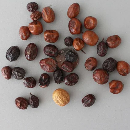 2021 fresh High quality Melia azedarach tree seeds/New pick seeds for