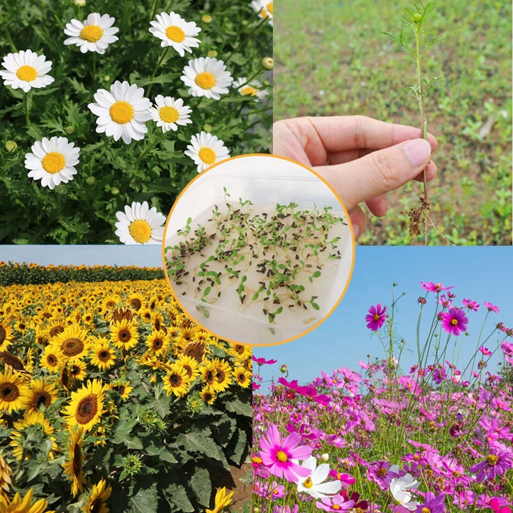 
Seed Flowers summer flower Sun seeds sunflower edible Lotus dahlia colour SUNFLOWER PLANT SHYBRID PLANT SEEDS Ornament plants 