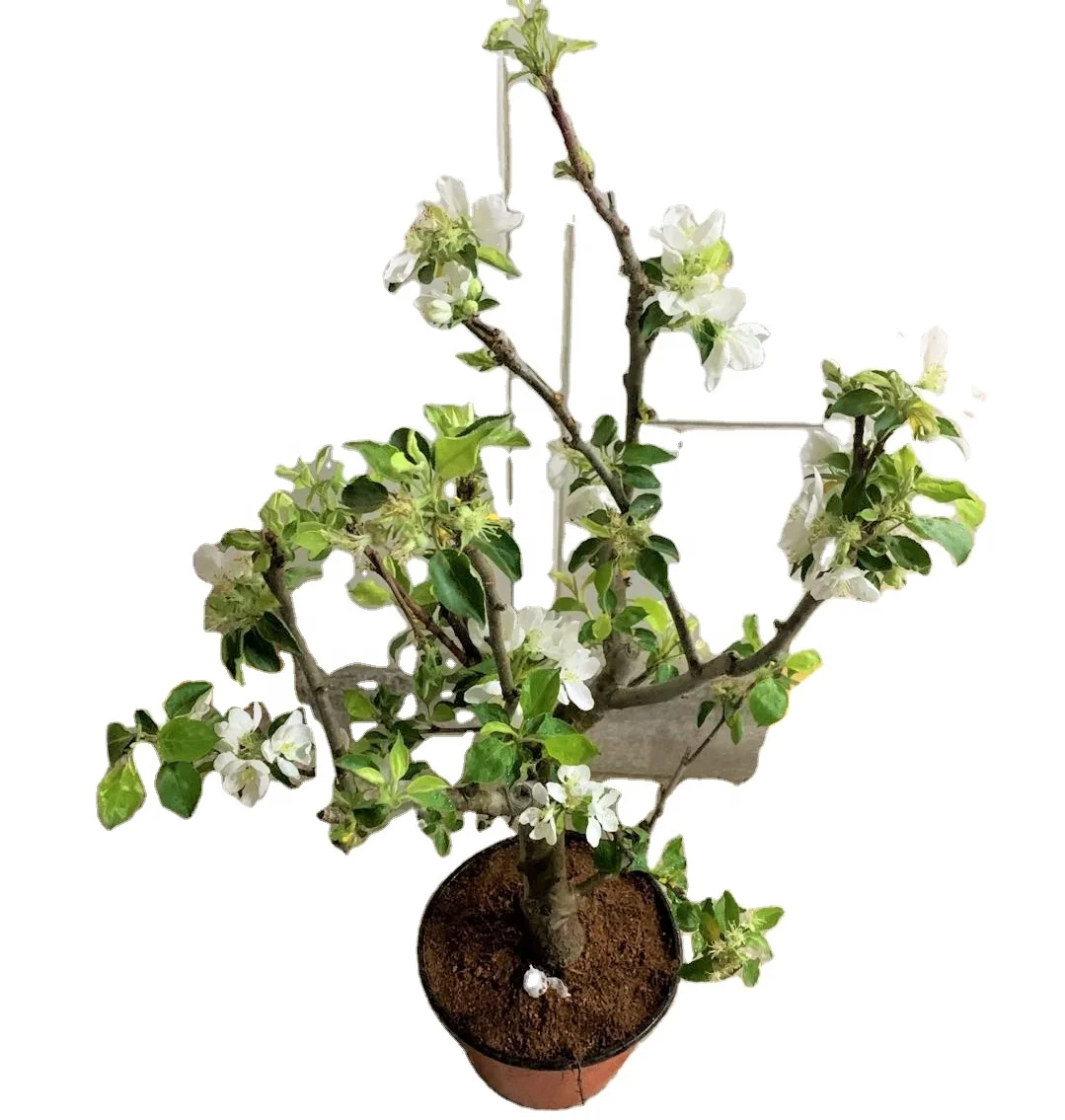 
High quality apple tree seedlings seeds fruit plants apple seedling 