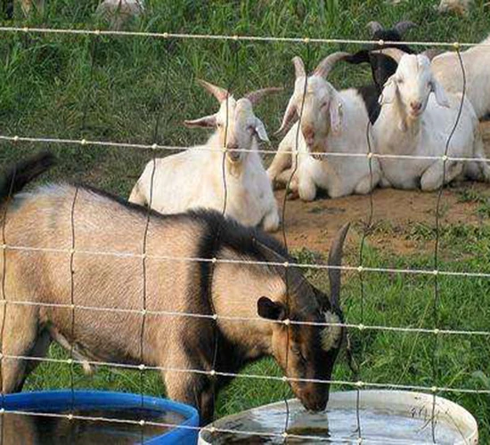 Lock Mesh Deer Fence Factory  garden home customizes portable electric fence wire for farm horse fence