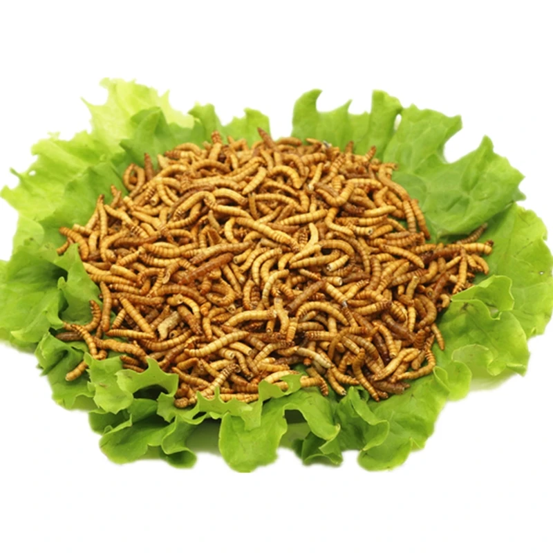 
Human Meal Mealworms insect edible mealworm 