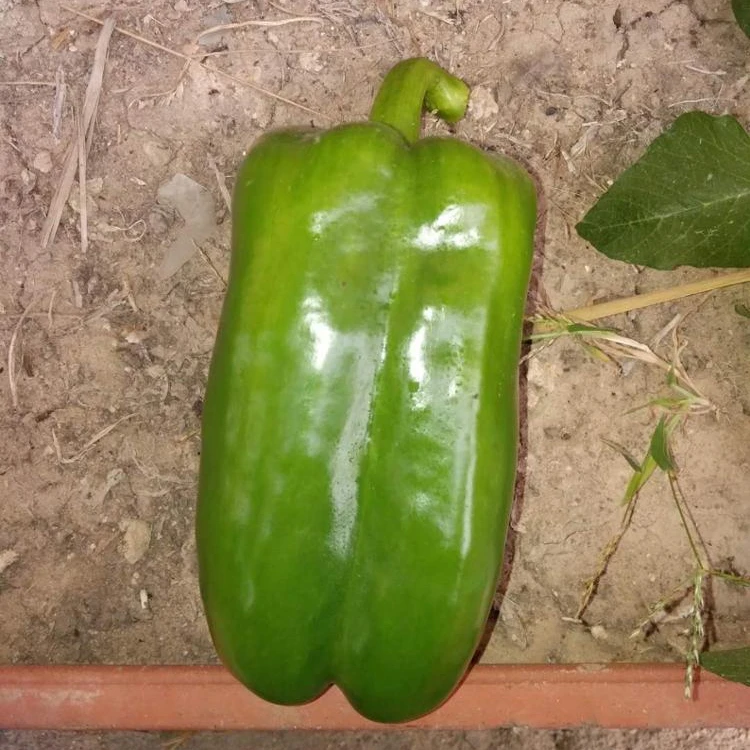 
Green Blocky/Square Sweet Pepper/Capsicum Seeds For Sale FST 032 
