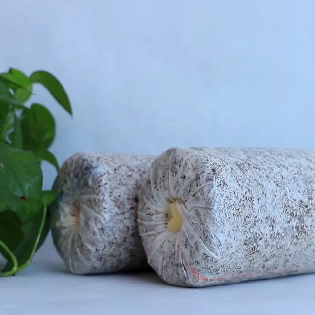 
Farm Organic Fruitwood Grey Oyster Mushroom Seeds for Oyster Mushroom Cultivation Export Price 