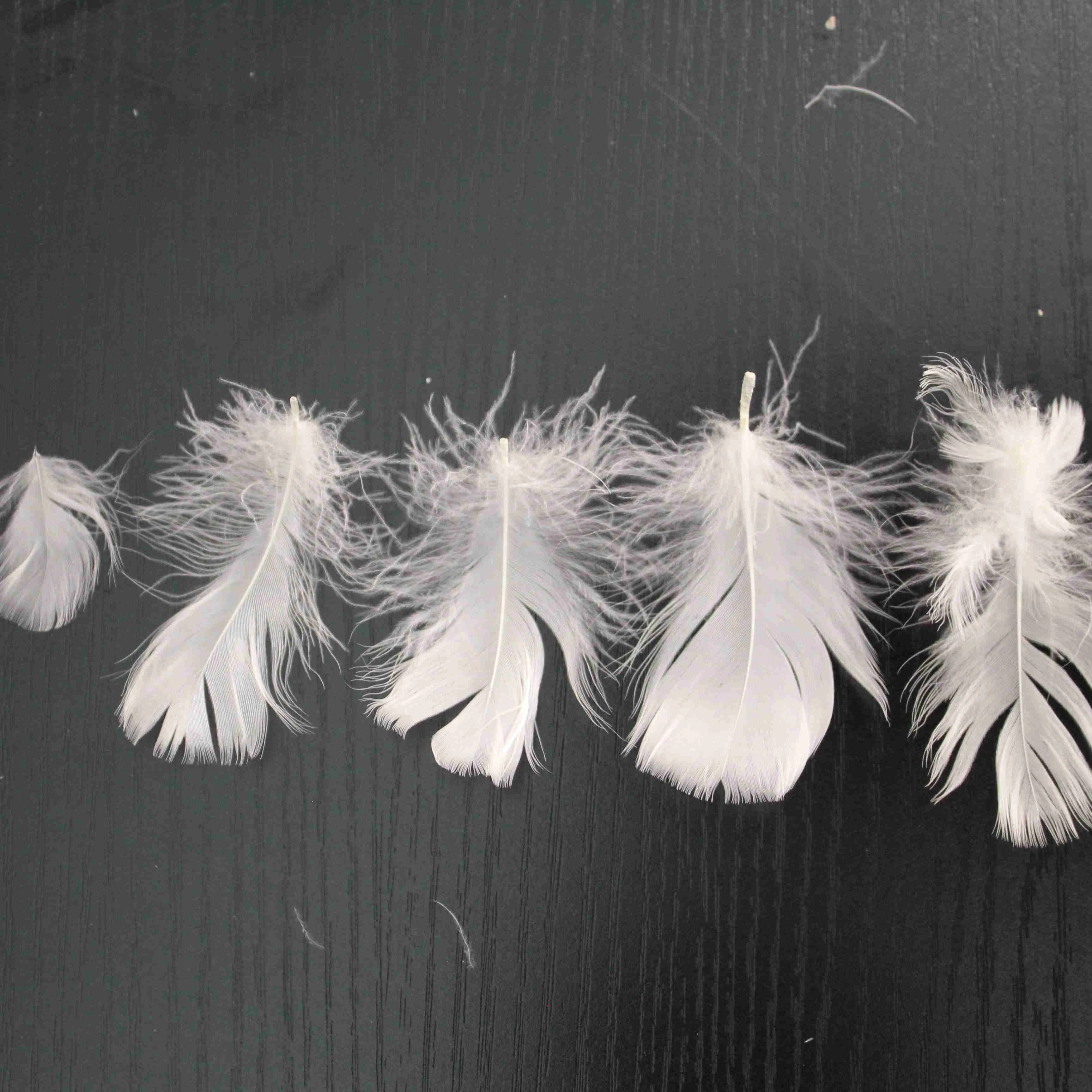 DIGNITY BRAND High Quality Lightweight Bulk Goose Materials Washed White Goose Feather  4-6 cm Goose Feather Filling
