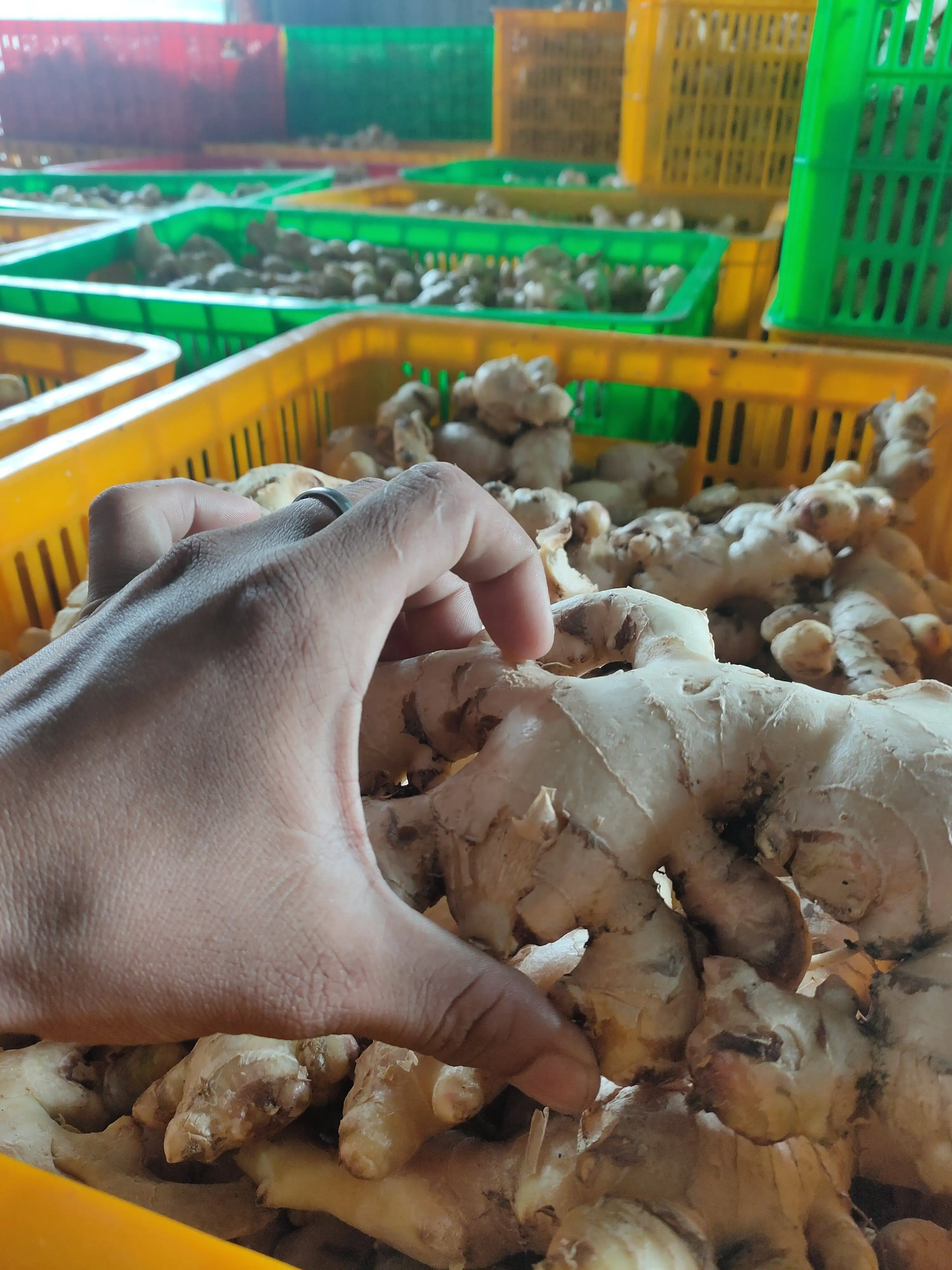 
The Best Choice For Exporter Fresh Spicy Ginger shelflife 60days up Shipping From Vietnam Have Carton Packaging 