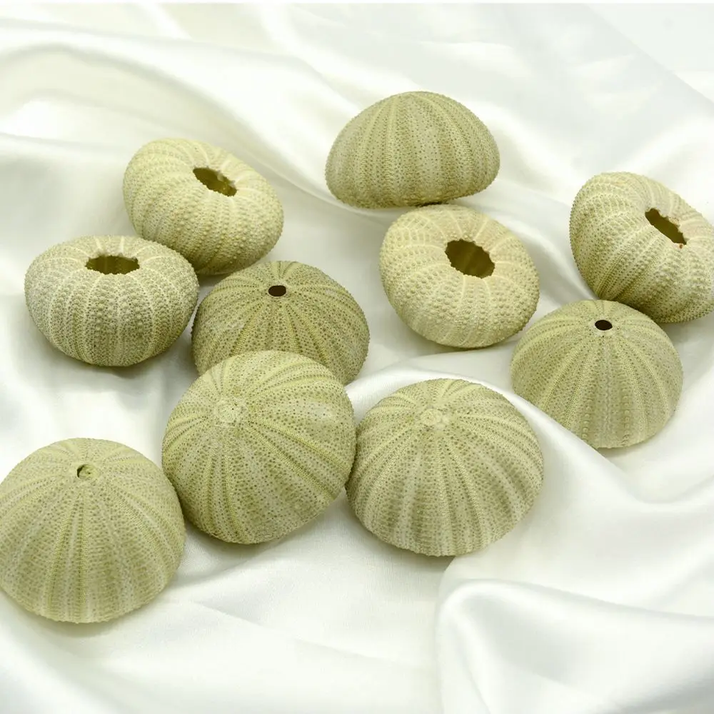 Natural Sea Urchin  Green Snail Shell  For Handicrafts  Best Price Sea Urchin Handicrafts Accessories Natural Shell