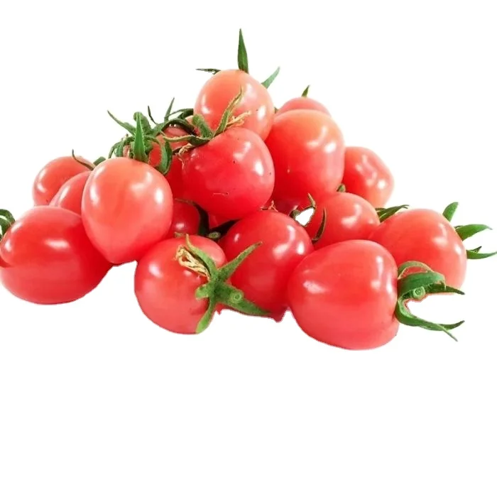 red cherry tomato seeds vegetable seeds in wholesale price