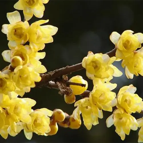 High Quality Chimonanthus Praecox Seeds Wntersweet Tree Seeds Tree seeds