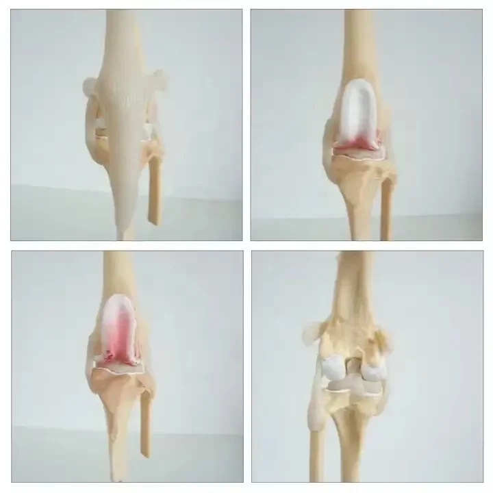 Dog Four Stage Knee Arthritis Model Anatomical Model Knee Joint Animal Models