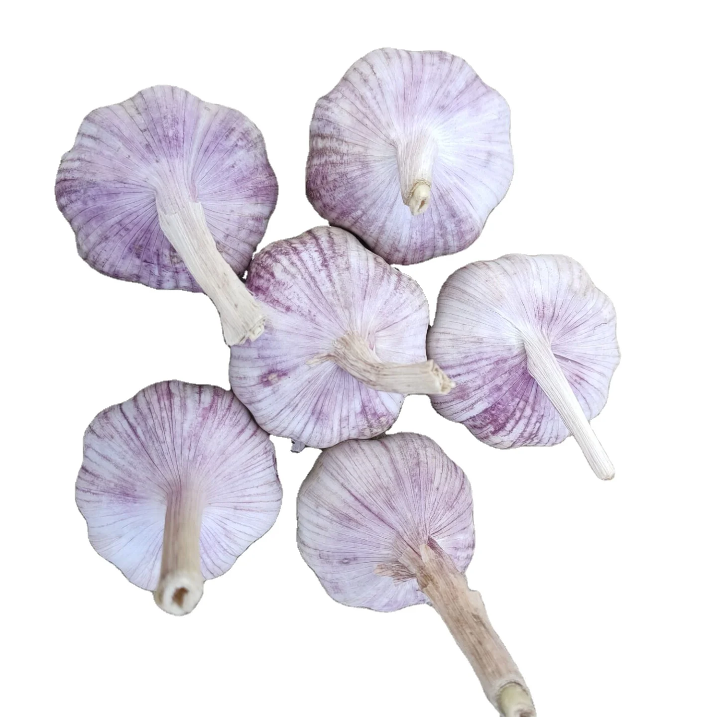 2021 Hot sales Chinese Fresh Garlic Price - New crop