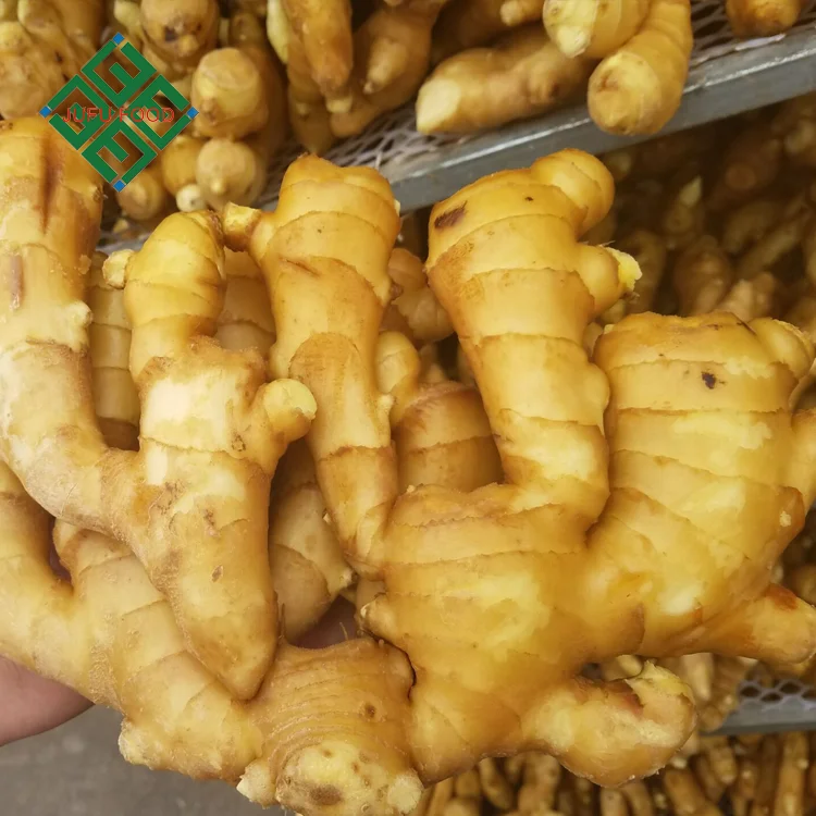 2023 Yellow Fresh Ginger of Carton and PVC Box Packing