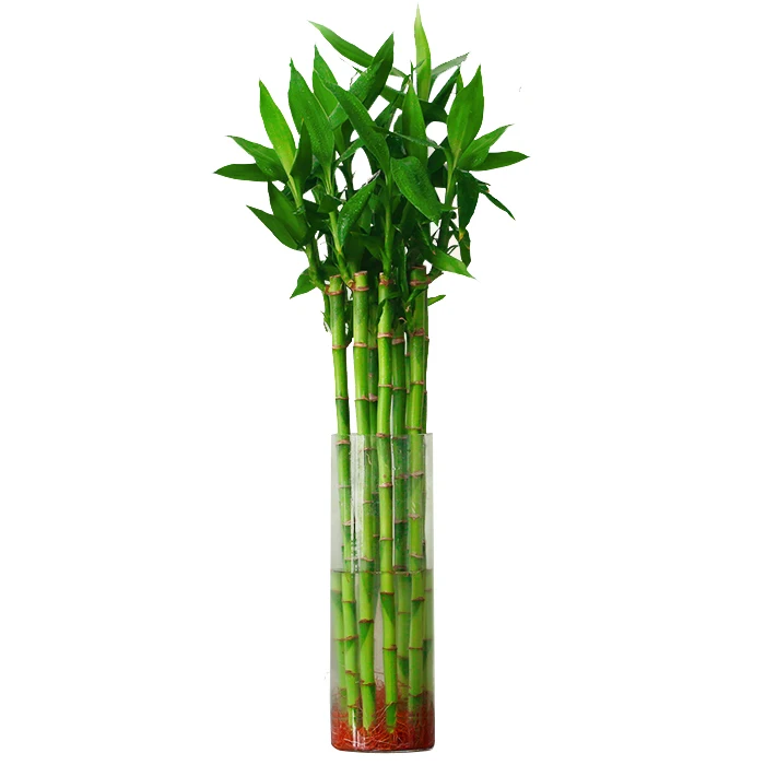 
Cheap wholesale ornamental green foliage plant Straight lucky bamboo 10cm-110cm Dracaena sanderiana 