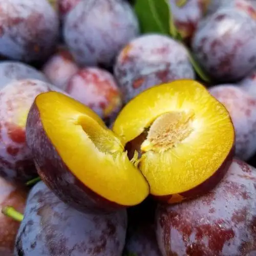 Настоятельно рекомендуемый 100% Натуральный Свежий Камень, фрукты класса А, австралийская свежая слива