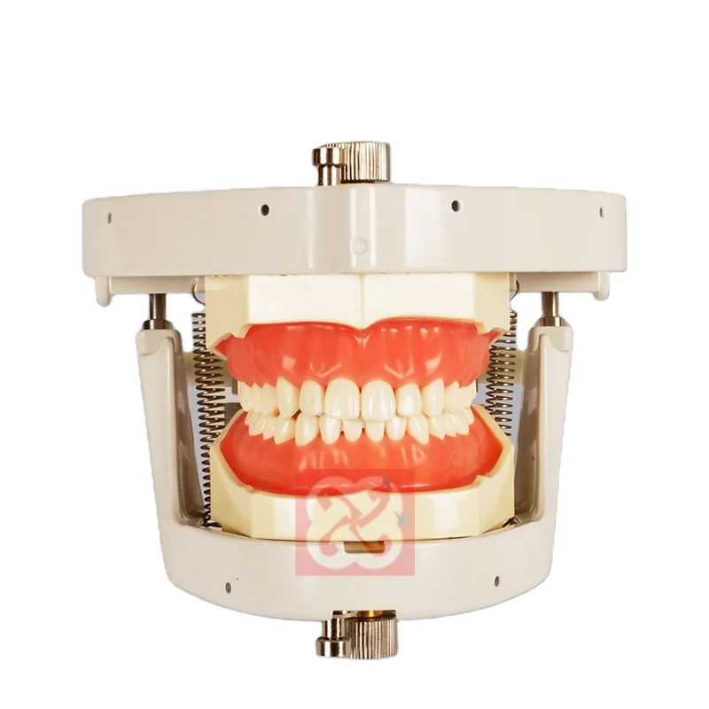 Detal phantom head with torso set dental simulator with tooth model screw in teeth soft silicone gum