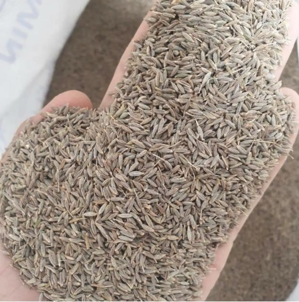 cumin seeds singapore and europe quality jeera india origin cumin seeds best quality