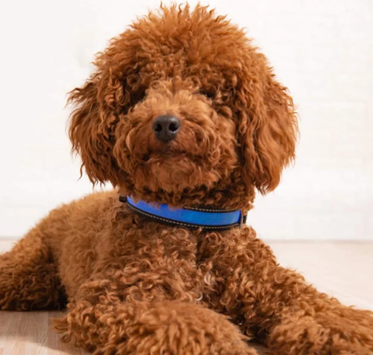 Hight Quality USB Cable Rechargeable Glow Light Up LED Pet Leather Collar for Dog