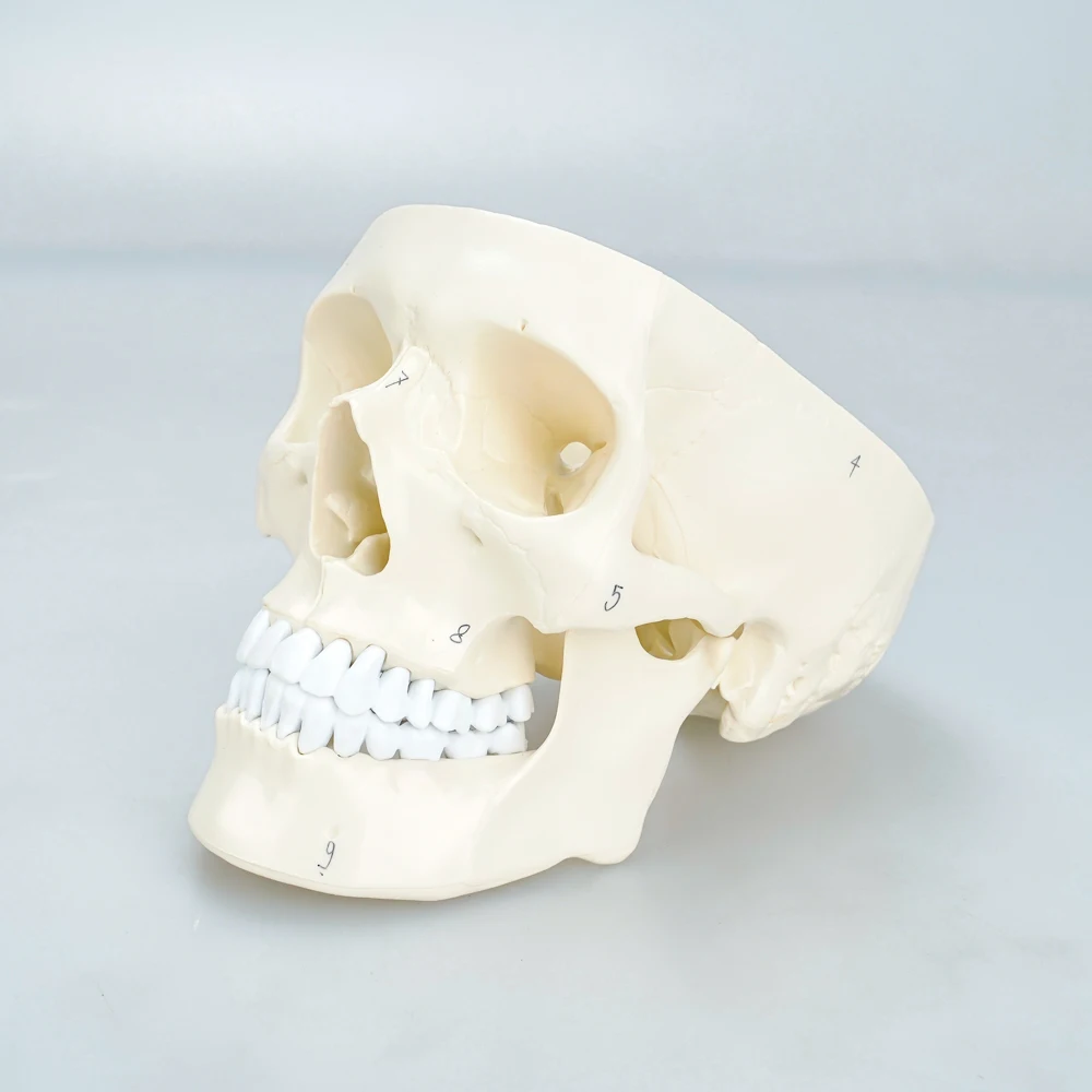 Plastic Human Mini Simulation Skull Dental Model Teaching Medical Anatomical Skull Model With Brain