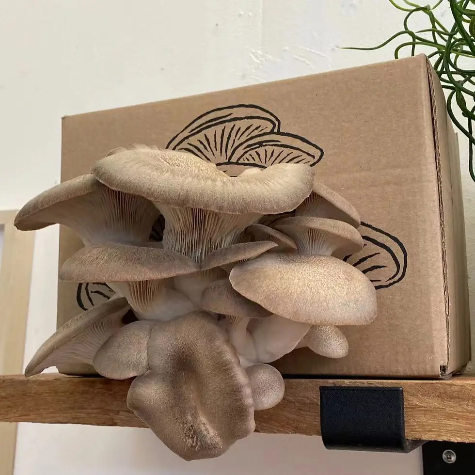 Custom Packaging Carton Toy Packaging Mushroom Grow Box Packaging For DIY Toy
