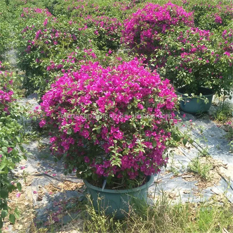 
Bougainvillea Bonsai Living Plants 