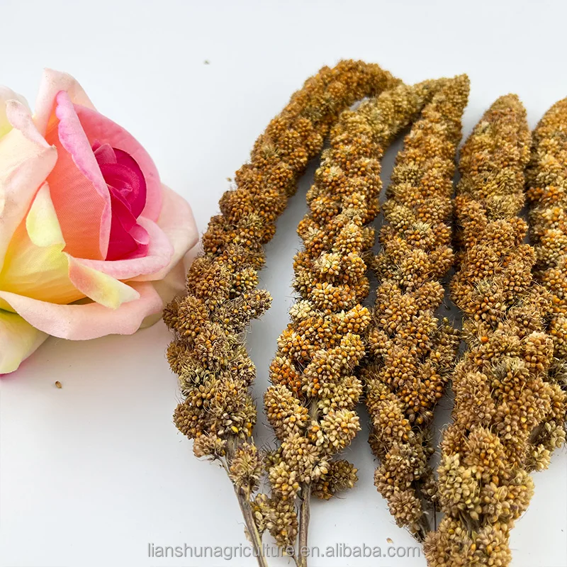 Carton Boxes Yellow Millet Spray For Bird Feeding