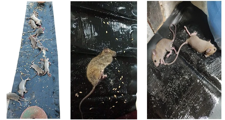 Best Good Selling Mouse Magic Carpet Trap, Long Rat Mouse Glue Traps, Disposable Rat Trap