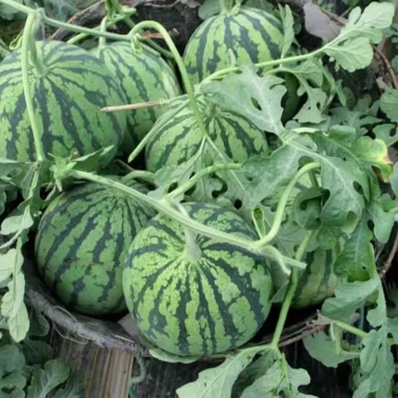 Watermelon wholesale fresh fruit Kirin fruit current season Juicy watermelon
