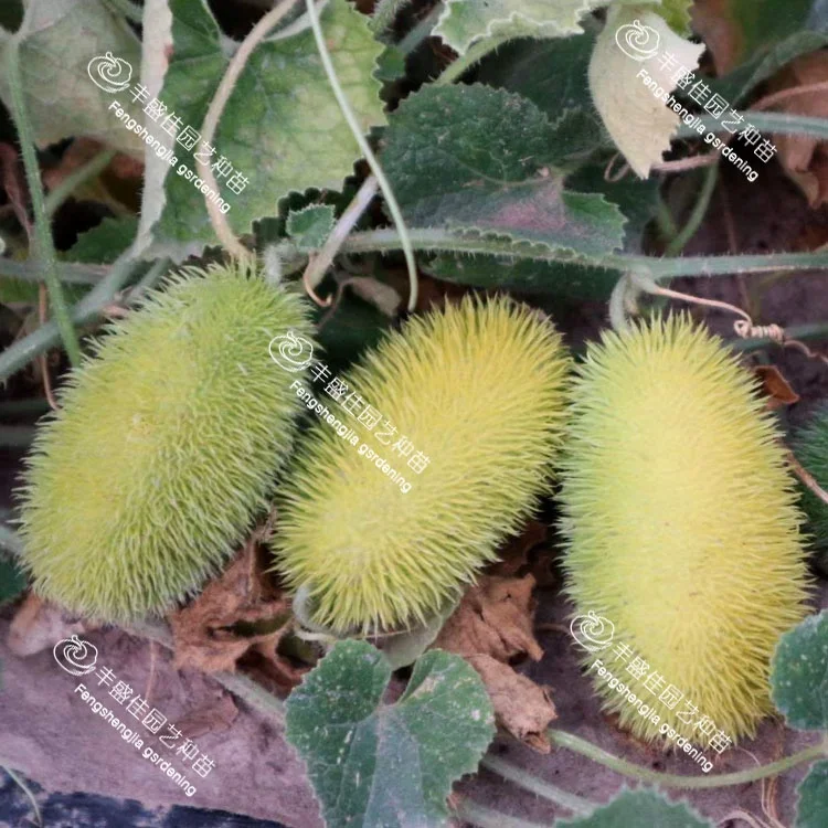 
China high-quality bulk ornamental cucumbers 