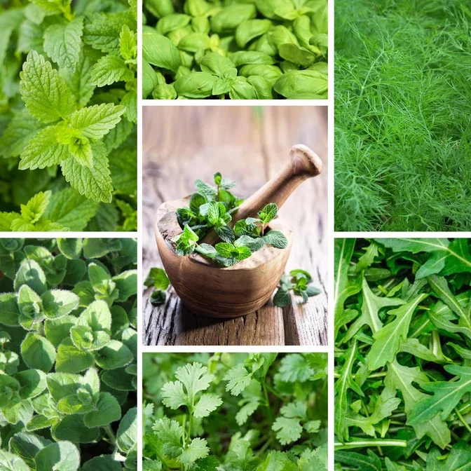 Organic 12 Variety Herb & Tea Seed Kit for Floor Usage with Artificial Flowers Made from Crystal Material