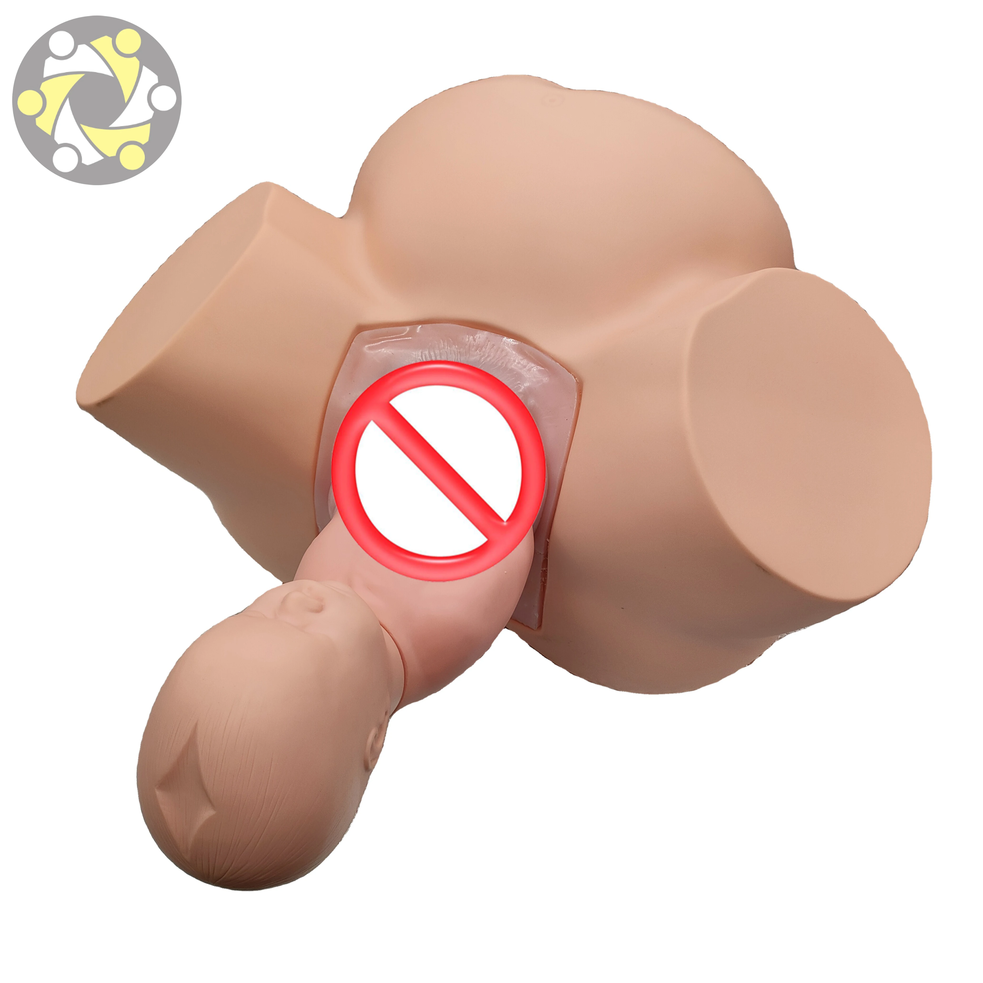 Midwifery Delivery Practice Model Medical Science Human Anatomy