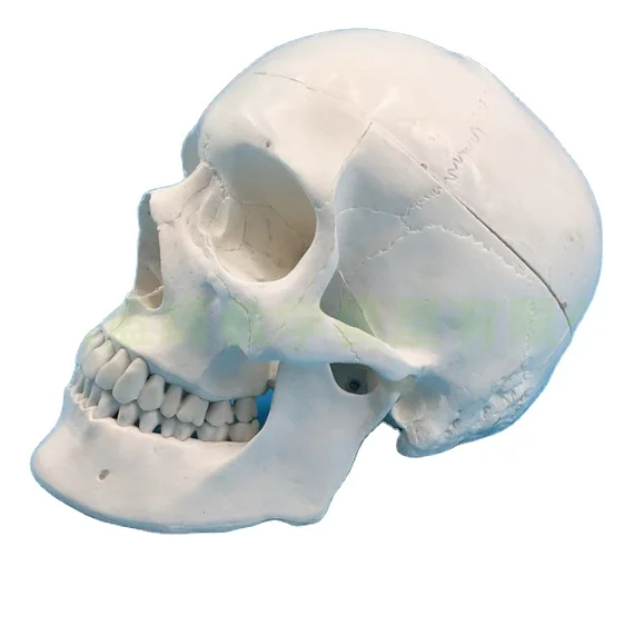 1:1size Pure white medical simulation human skull model Skull anatomy specimen